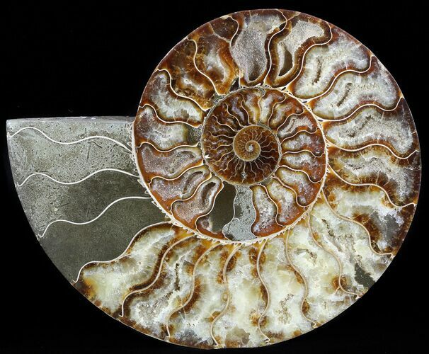 Cut Ammonite Fossil (Half) - Agatized #49906